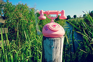photo of pink rotary telephone on gray log