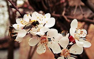 macro photo of a honey bee on white apple blossom