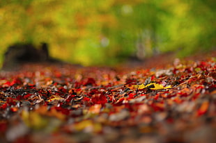 orange and yellow leaves HD wallpaper