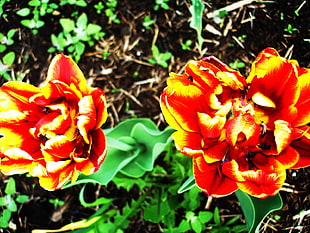 HDR photography of red-and-yellow petaled flowers