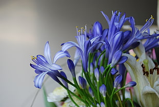 selective focus photography of blue petaled flower