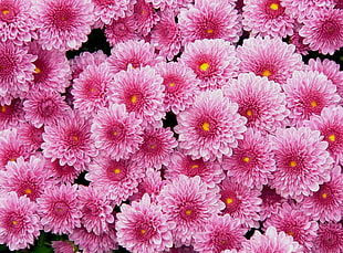 photo of pink petaled flowers HD wallpaper