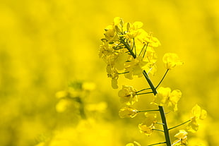 close up photo of yellow petaled flowers at dayt ime
