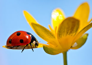 photo of lady bug on yellow petal flower selective focus photograph HD wallpaper