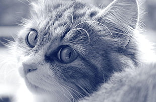 grayscale photo of Tabby cat