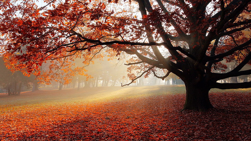 orange leaf tree, nature, foliage HD wallpaper