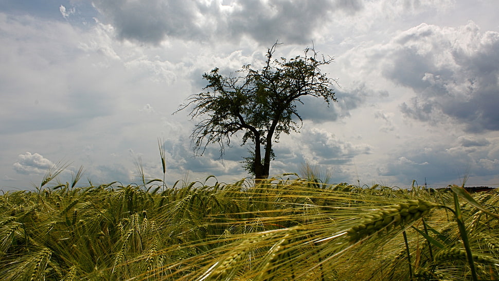 brown tree HD wallpaper