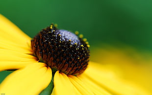 selective focus photography of sunflower HD wallpaper