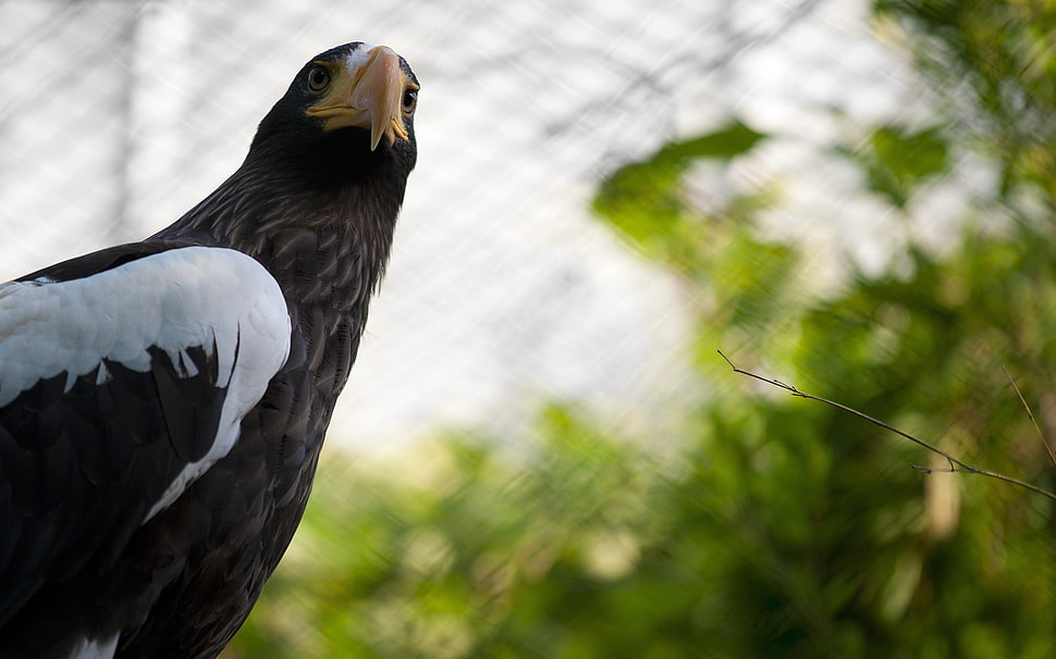 white and black eagle HD wallpaper