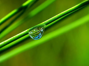 selective focus photography of water droplets