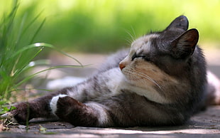selective focus photography of black and white fur cat lying on ground near green grass