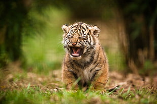 brown, black, and white tiger, animals, tiger, baby animals