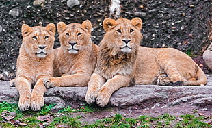 photo of lioness on gray concrete rock