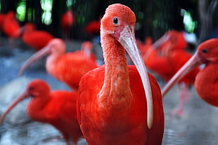 flock of red birds, ibis, birds, animals
