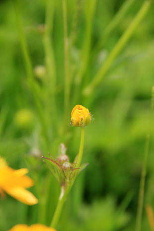 selective focus photography of yellow flower bud HD wallpaper