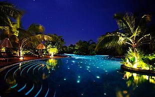 swimming pool, water, forest, night, palm trees