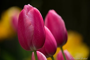 macro shot of pink flowers, tulips