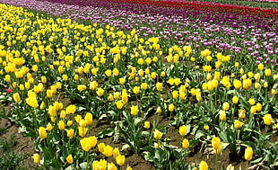 yellow Tulip field HD wallpaper