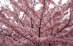 cherry blossom HD wallpaper