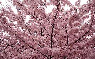 cherry blossom