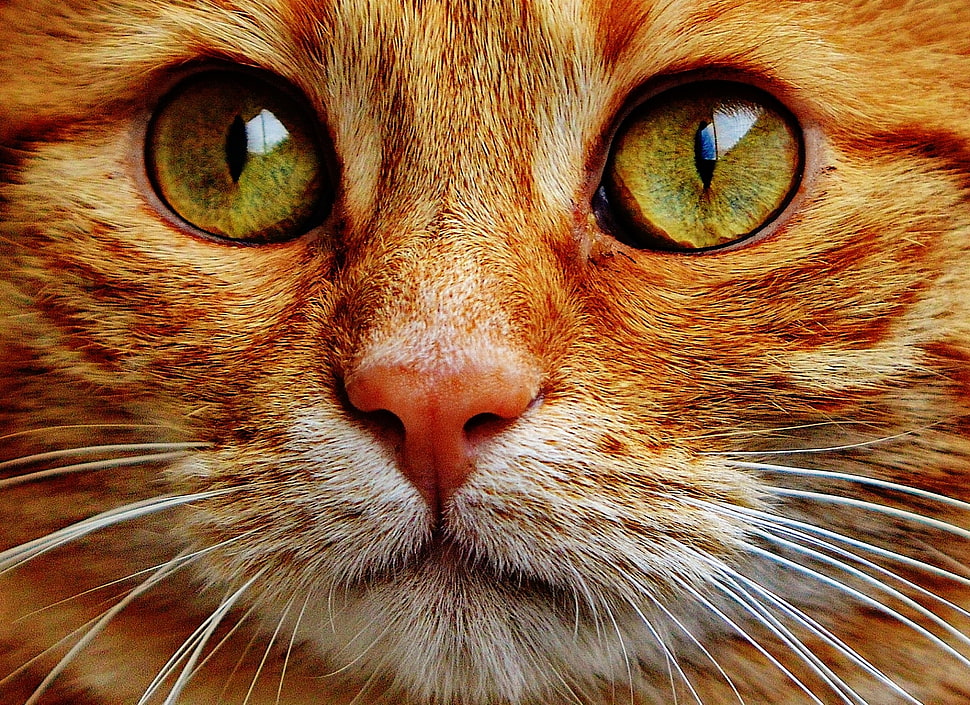 orange Tabby cat HD wallpaper