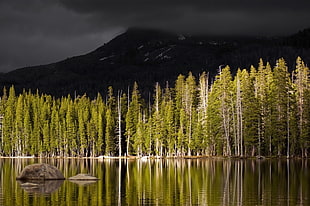 green leaved trees near body of water landscape photography