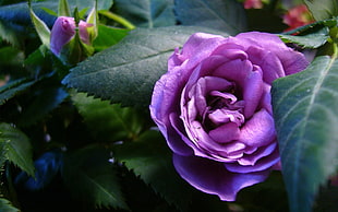 close up photo of purple Rose