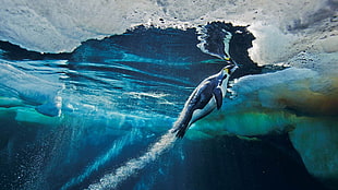 black emperor penguin, animals, penguins, birds, underwater