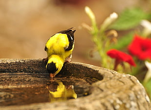 yellow and black bird drinking a water