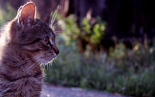 gray tabby cat