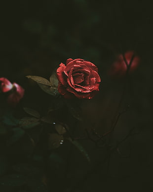 red rose, Rose, Bud, Drops