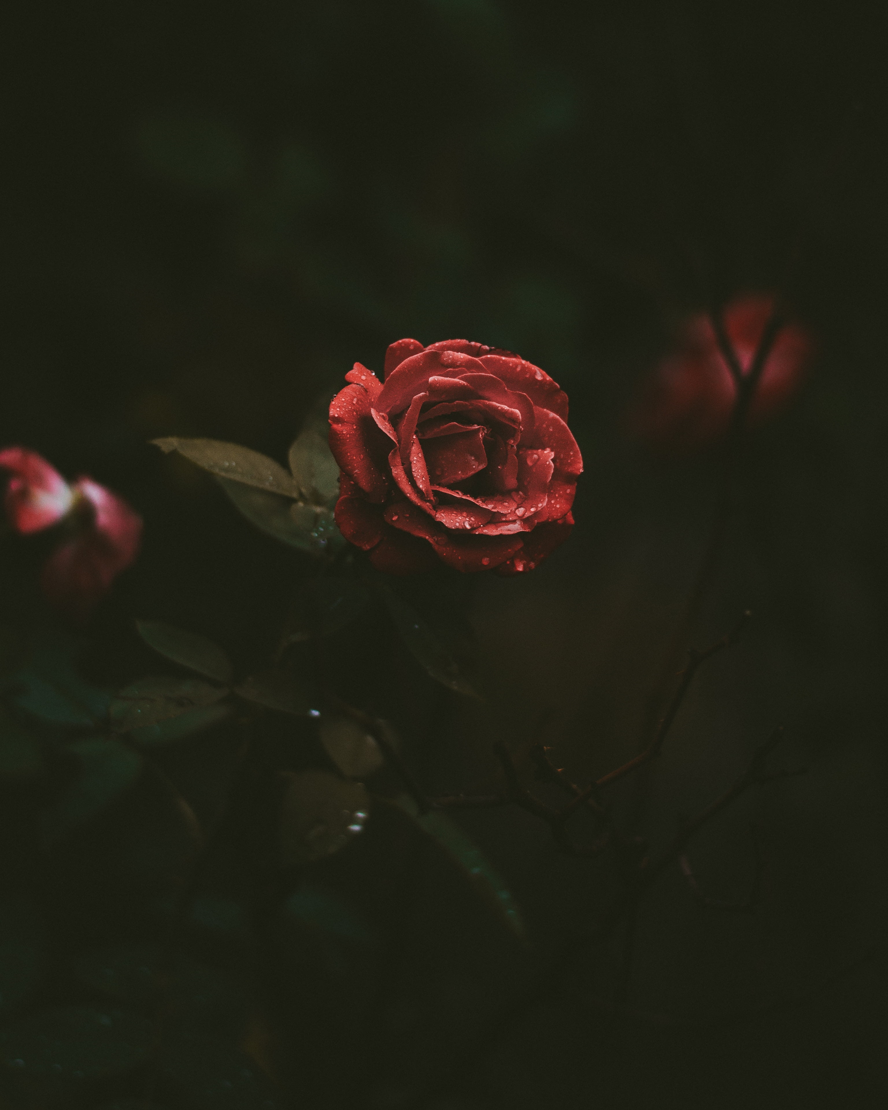 red rose, Rose, Bud, Drops HD wallpaper.
