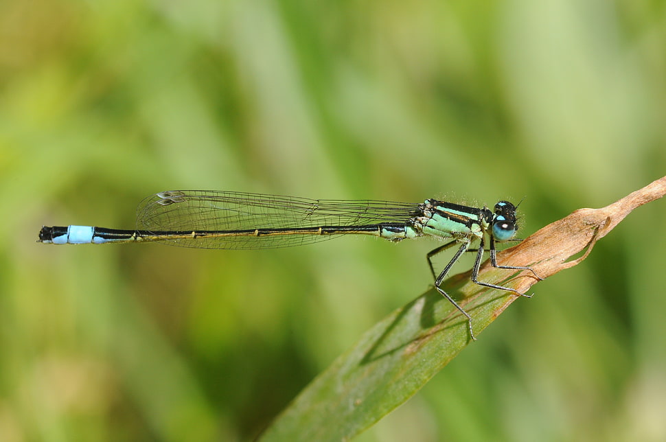 macro lens photography of green and black dragonfly HD wallpaper