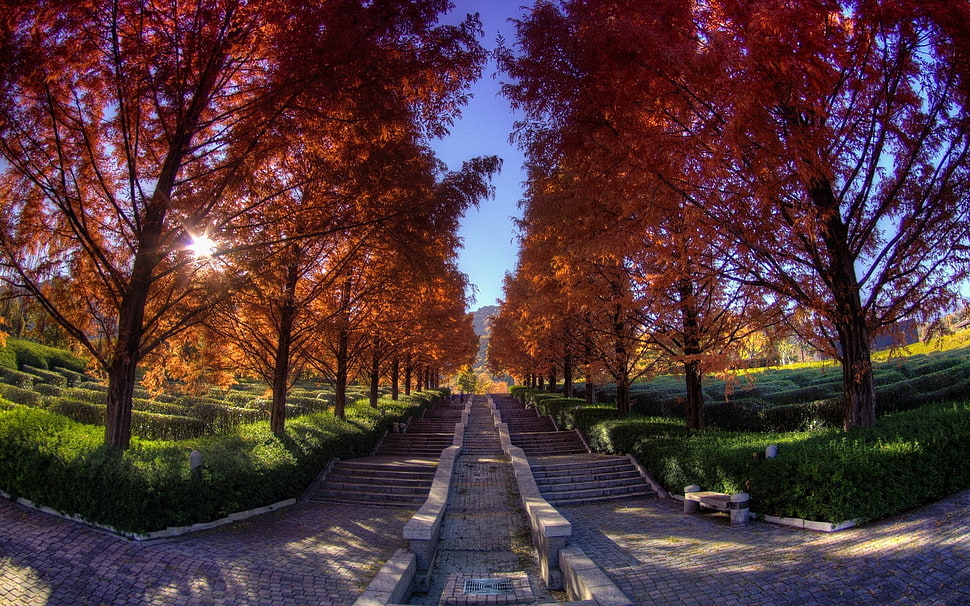 maple leaf, nature HD wallpaper