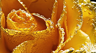 macrophotography of yellow Rose flower with dews