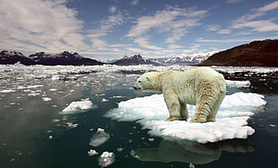 polar bear, global warming, bears, animals HD wallpaper