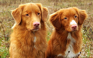 two brown dogs, Nova Scotia Duck Tolling Retriever, dog, animals HD wallpaper
