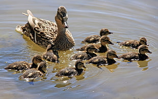 brown duck with ducklings on water