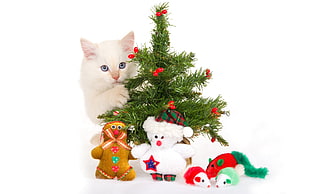 long-fur white cat behind green Christmas tree