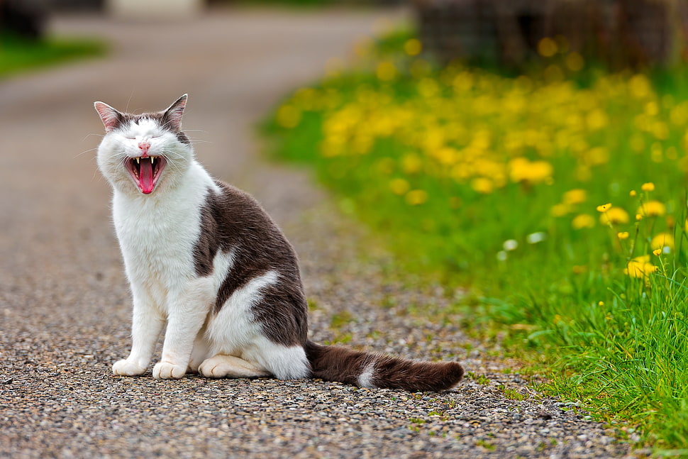 cat sits on soil while taking selfie HD wallpaper