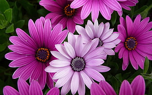 purple broad petaled flowers HD wallpaper