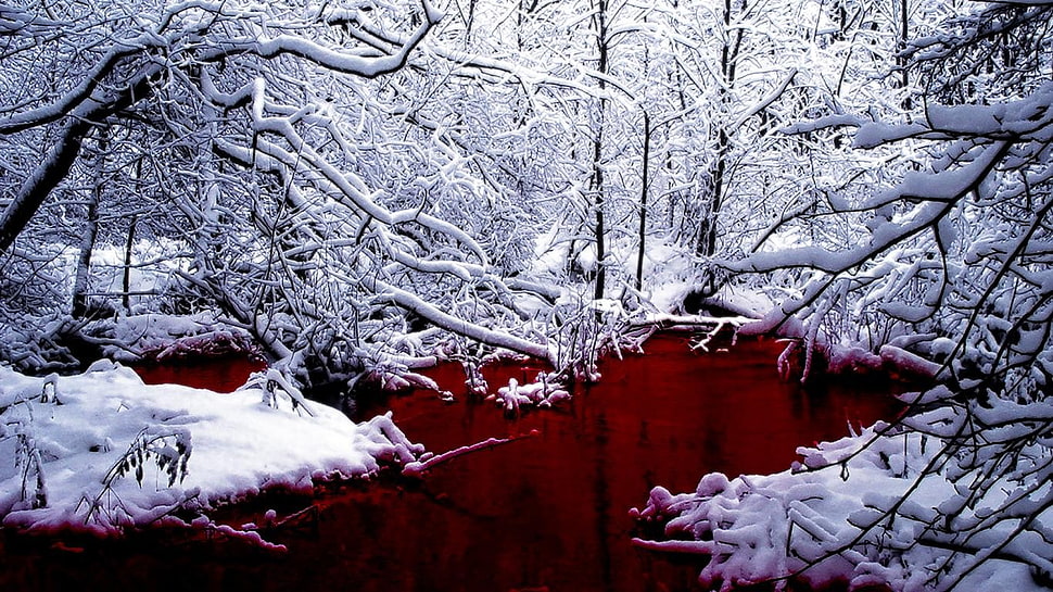 tree branch covered with snow, landscape, winter, snow HD wallpaper