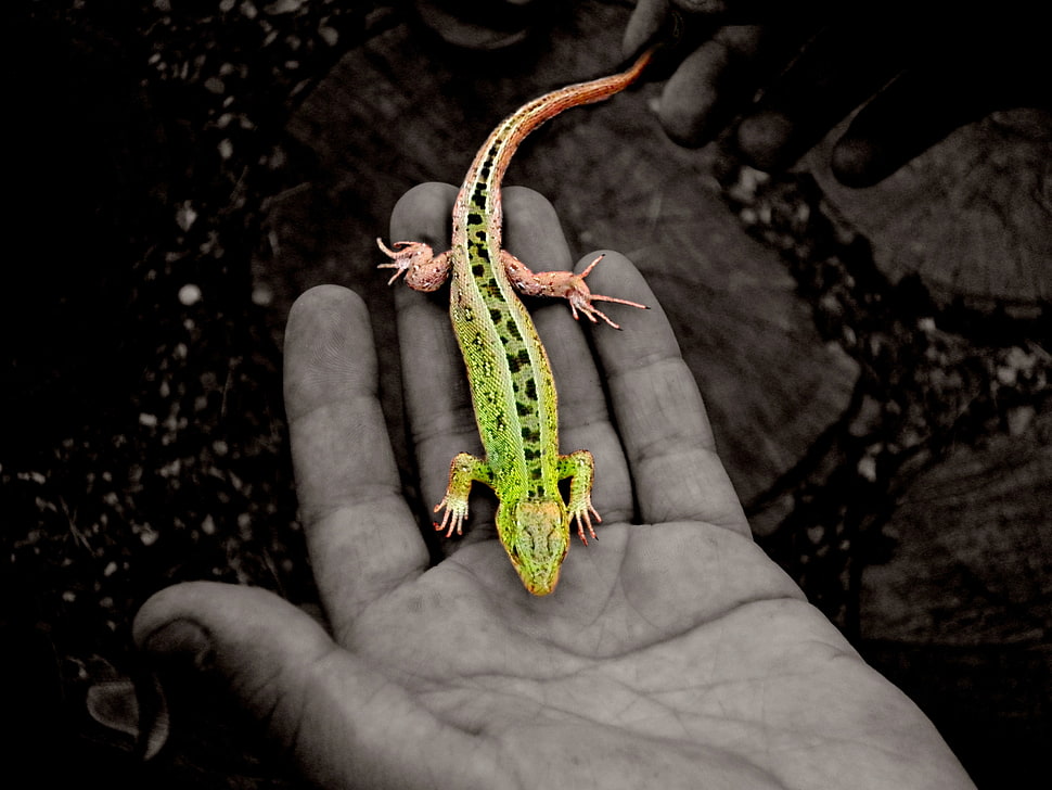 green and black gecko, selective coloring, animals, lizards, hands HD wallpaper