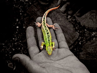 green and black gecko, selective coloring, animals, lizards, hands HD wallpaper