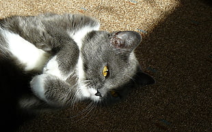 gray and white cat lying down