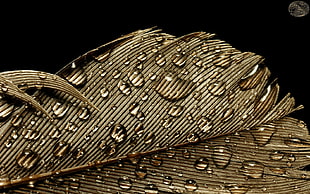close of photography of brown leaf with water