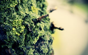 photography of green cannabis buds