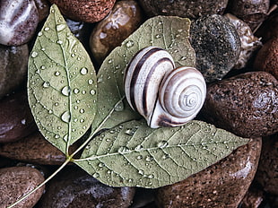 photo of gray and brown  snail in heart shape on  top of green leaves