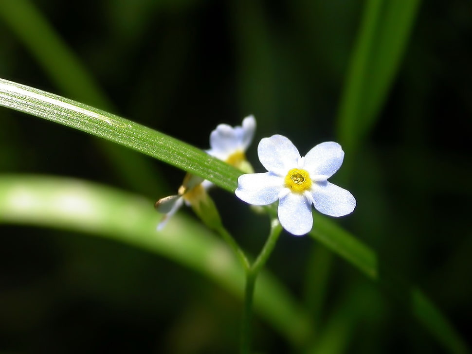 shallow focus photography of white flowe HD wallpaper