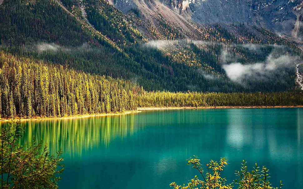 forest and lake, landscape, lake HD wallpaper